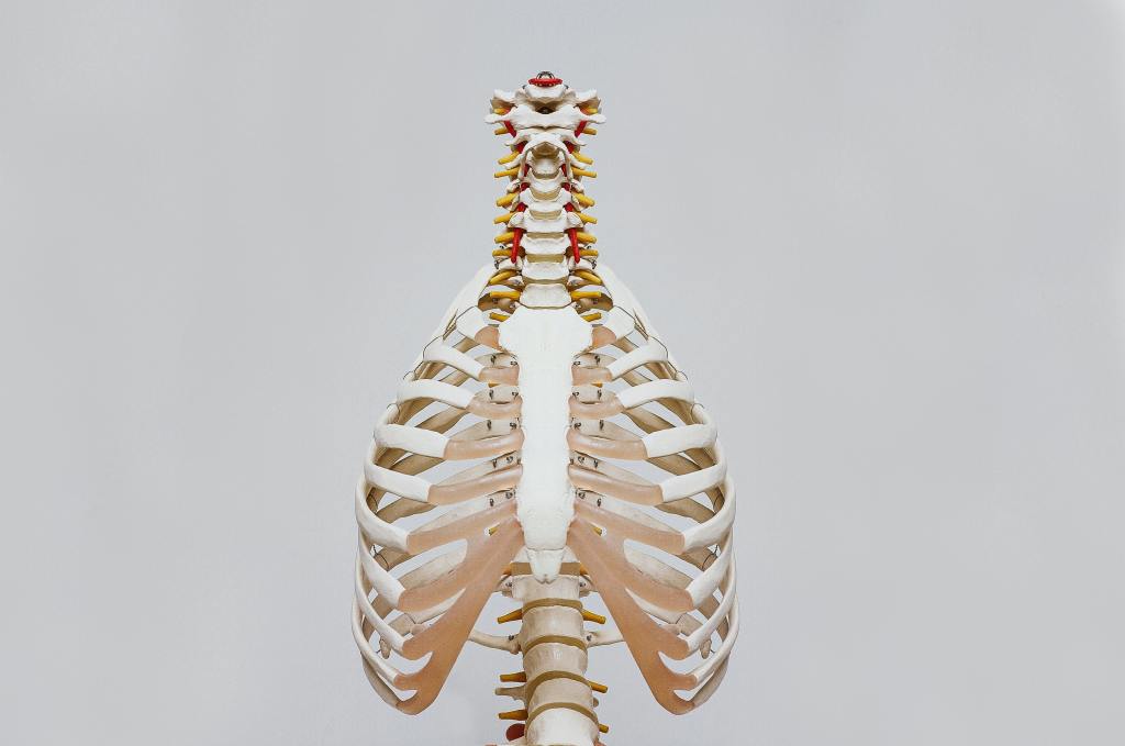3D image of the human skeleton anatomy of the ribcage, spine and the   neck bones